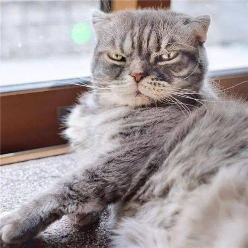 抖音網(wǎng)紅啵啵貓,萌寵界的“網(wǎng)紅擔當”