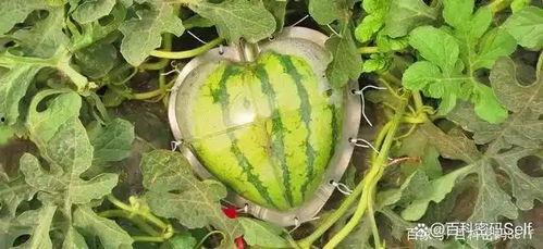 網(wǎng)上有哪些吃瓜論壇,盤點(diǎn)熱門吃瓜論壇大盤點(diǎn)