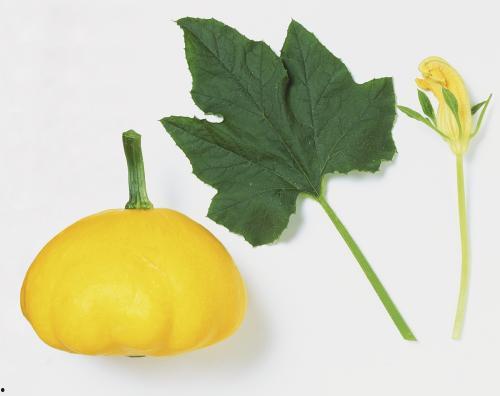 瓜葉子怎么吃最好呢,解鎖清新口感新境界