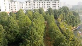 禿頭少女在線吃瓜,揭秘娛樂圈幕后故事